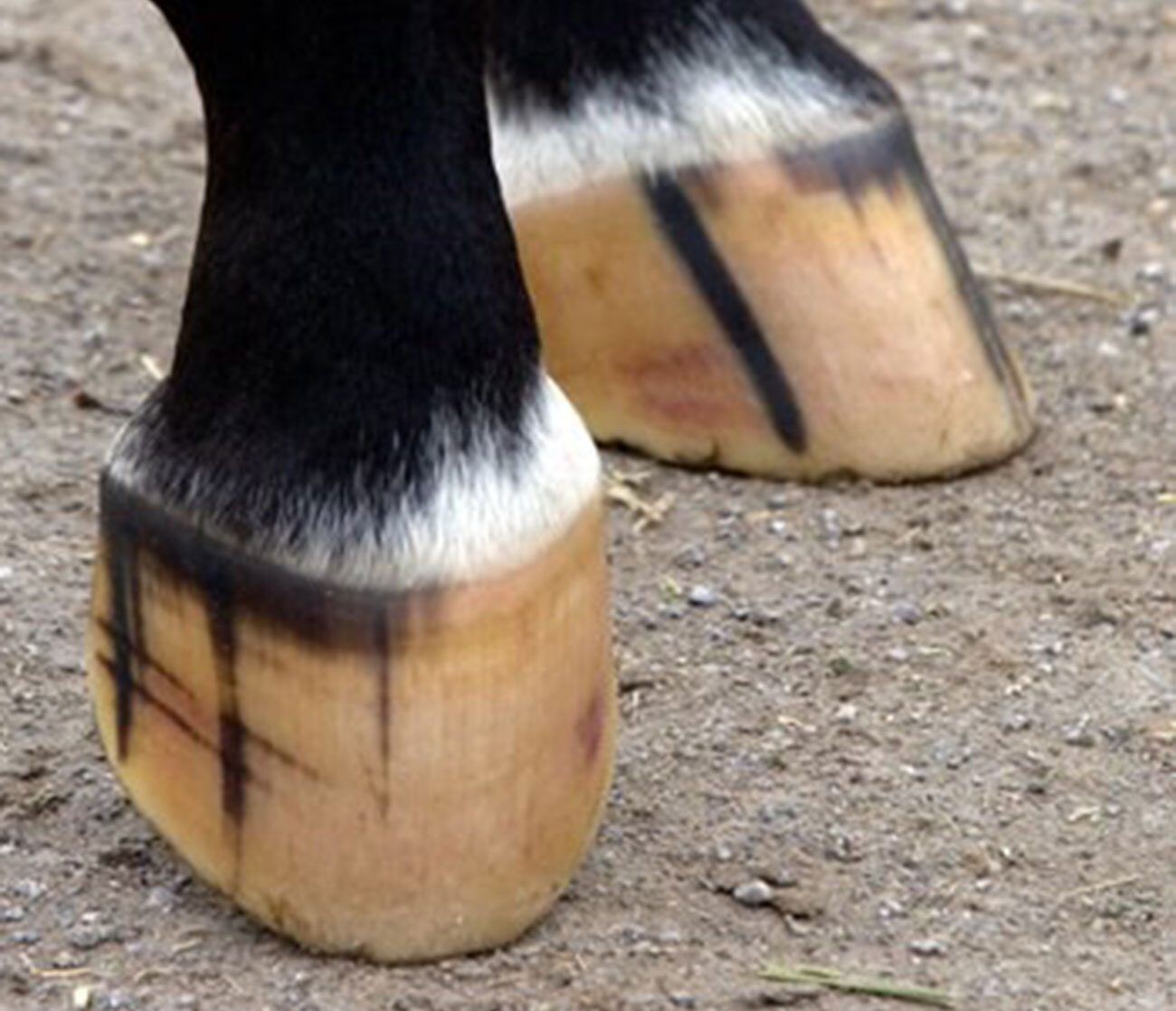 Horse Hoof Health Kelato