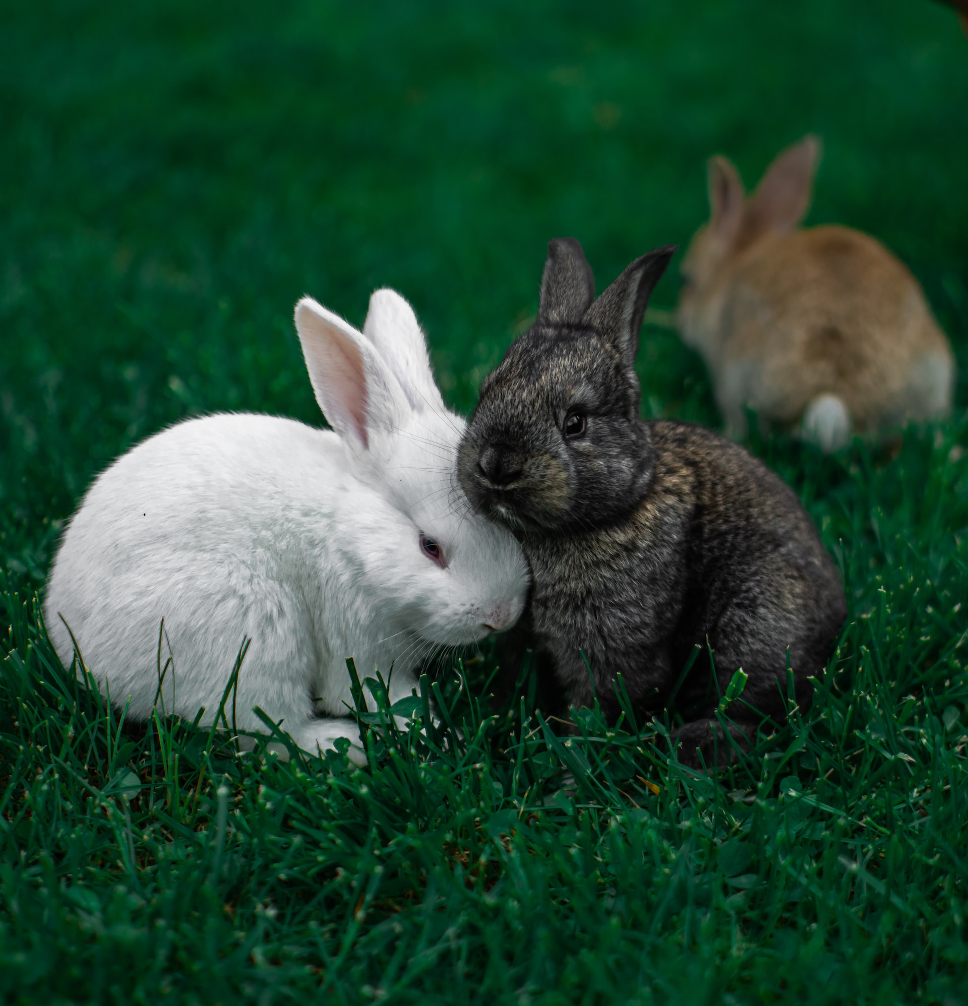 bunnies in grass