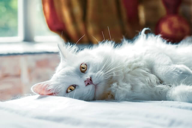 white cat sleeping on a bed