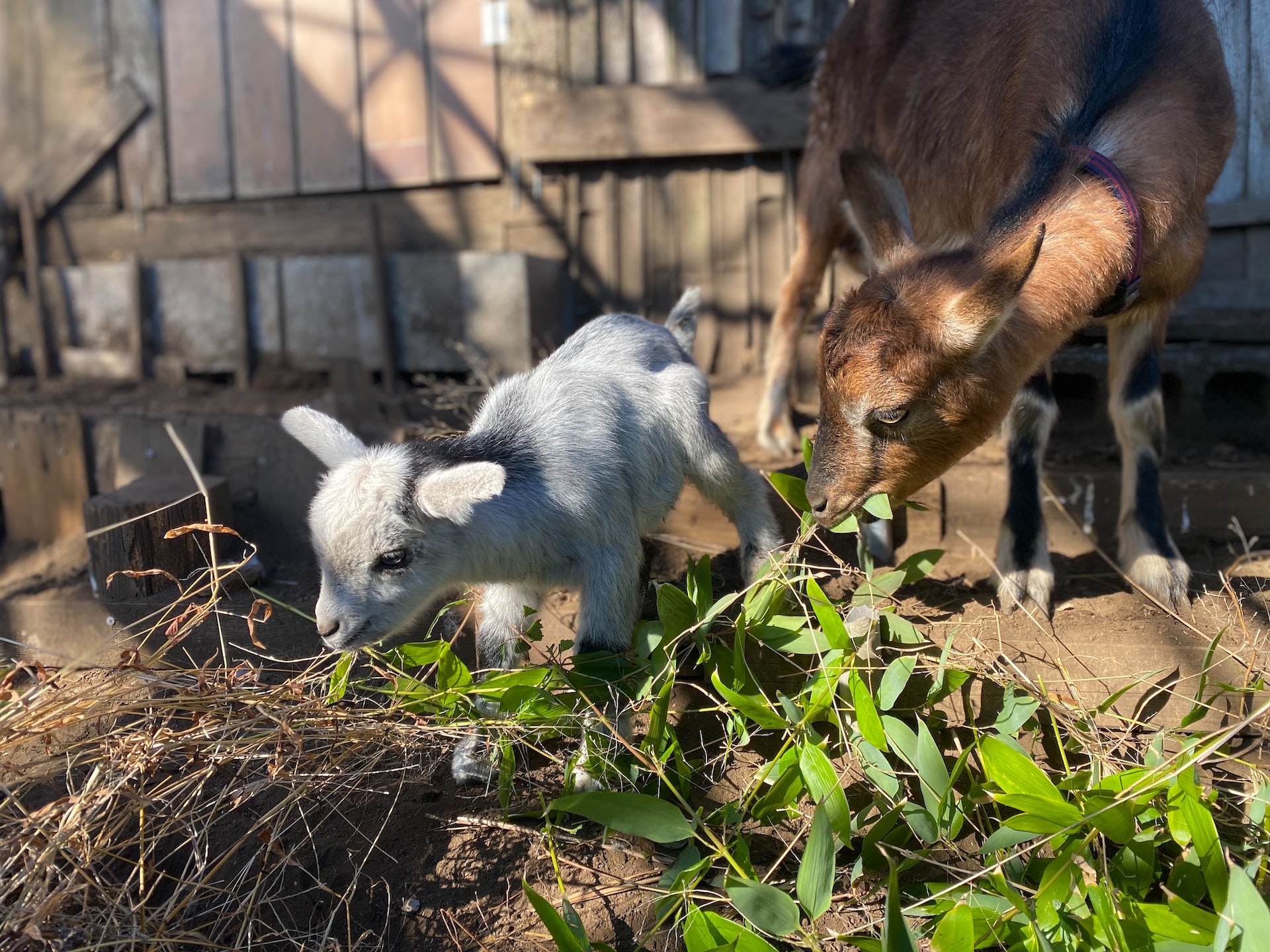 Small animals on farm