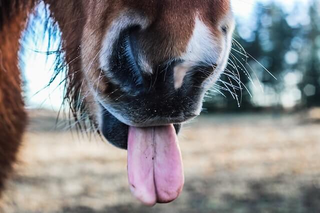 horse sticking their tongue out in cold weather