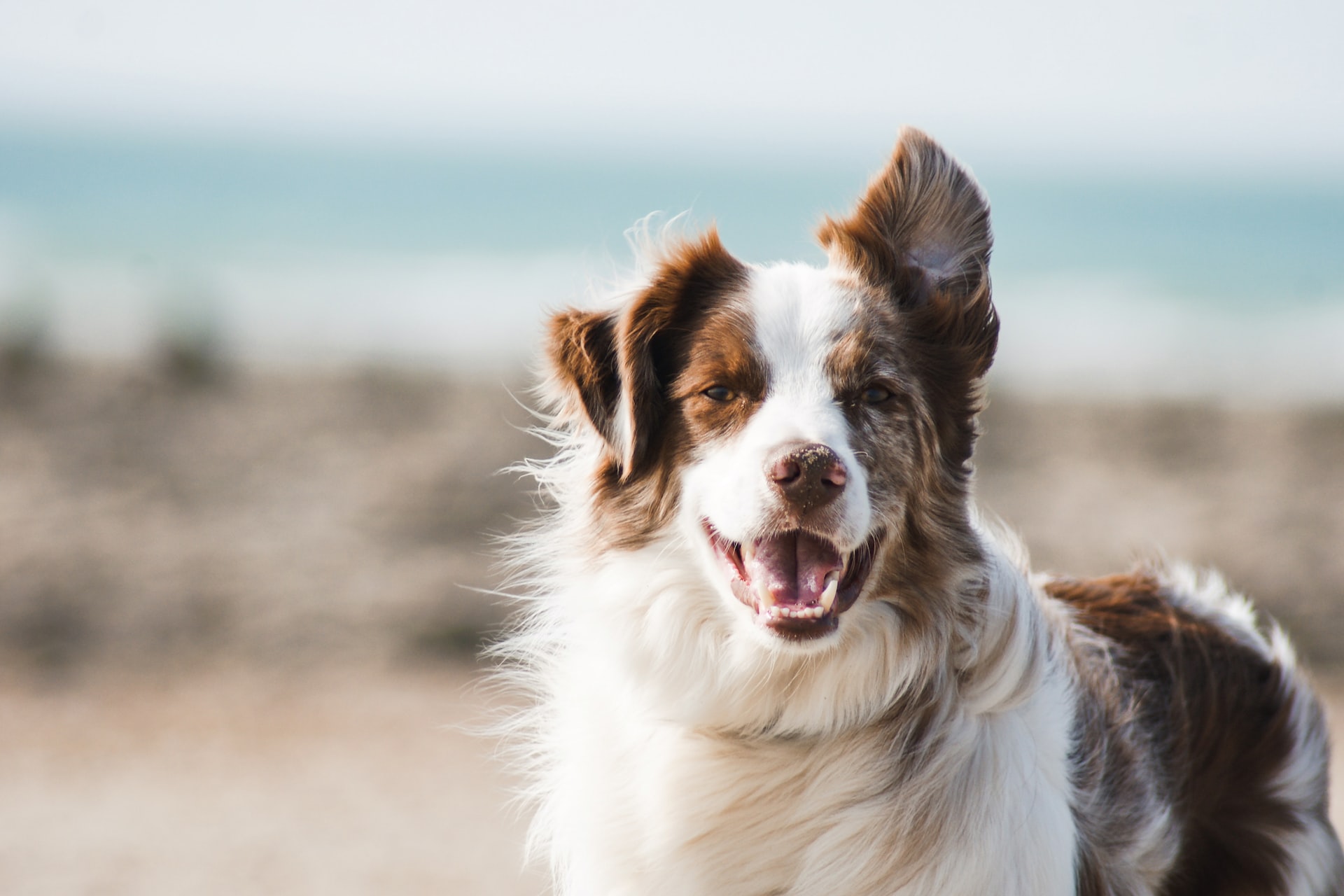 Dog at beach