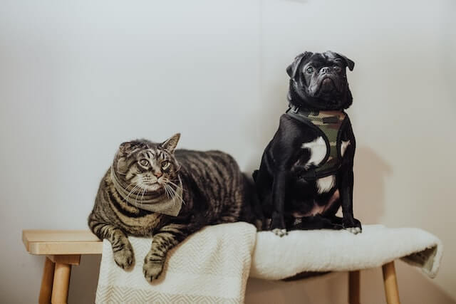 cat and dog sitting together